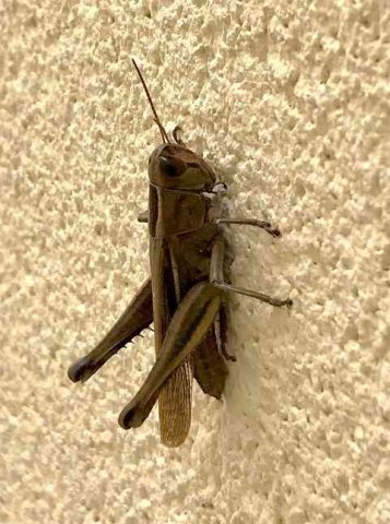 A Grasshopper seen in Mijas, S.Spain.